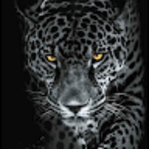 Meet your Posher, Martinrobin